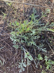 Eschscholzia californica