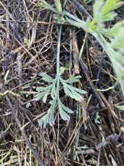 Eschscholzia californica