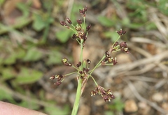Luzula parviflora