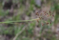 Luzula parviflora