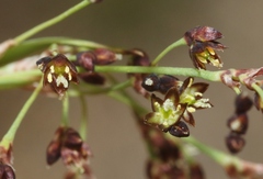 Luzula parviflora
