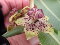 Pachycarpus natalensis