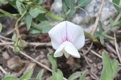 Lathyrus lanszwertii