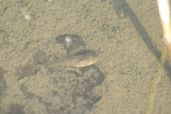 Hyla arborea