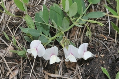 Lathyrus lanszwertii