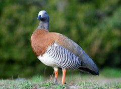 Chloephaga poliocephala