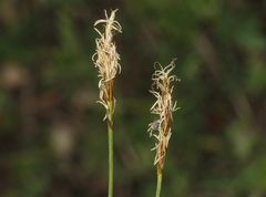 Carex siccata