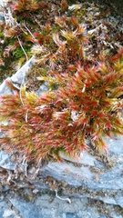 Orthothecium rufescens