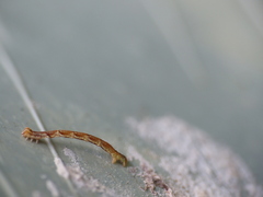 Cosymbiini