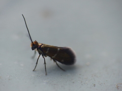 Micropterix aruncella