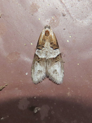 Decodes macdunnoughi