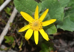 Arnica cordifolia
