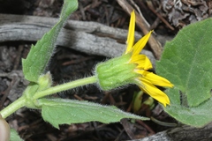 Arnica cordifolia