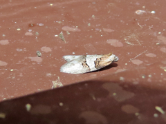 Decodes macdunnoughi