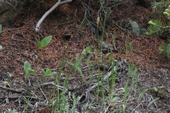 Carex siccata