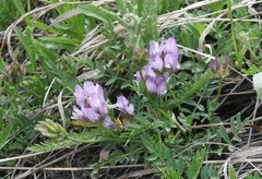 Astragalus agrestis