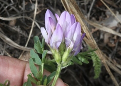 Astragalus agrestis