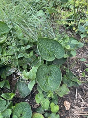 Brunnera macrophylla