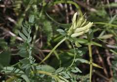Astragalus scopulorum