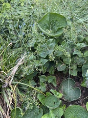 Brunnera macrophylla