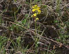 Barbarea vulgaris