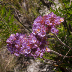 Dilatris pillansii