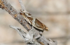Ancylis comptana