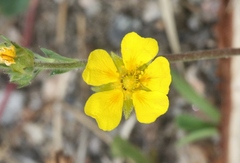 Potentilla glaucophylla