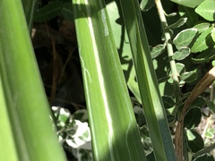 Ophiomyia kwansonis