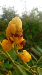 Senna alata