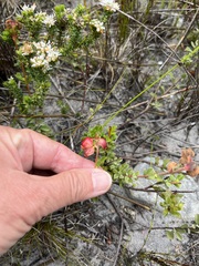 Hermannia ternifolia