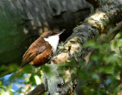 Pygarrhichas albogularis