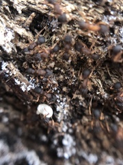 Cyphomyrmex