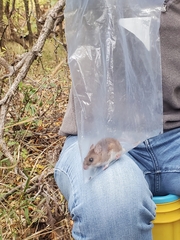 Peromyscus sonoriensis