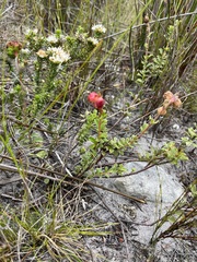 Hermannia ternifolia