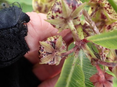 Pachycarpus natalensis