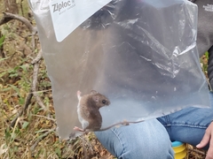 Peromyscus sonoriensis