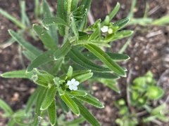 Lithospermum papillosum
