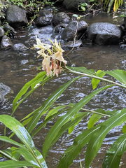 Hedychium flavescens