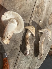 Amanita hygroscopica