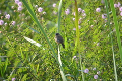 Sporophila morelleti