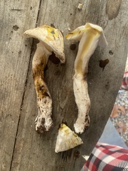 Amanita hygroscopica