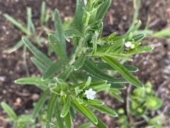 Lithospermum papillosum