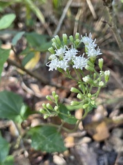 Ageratina jucunda