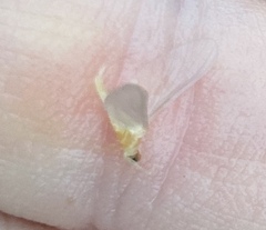 Ephemerella dorothea