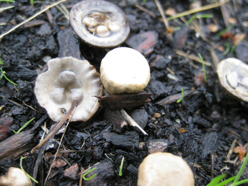 field bird's nest fungus (Cyathus olla)