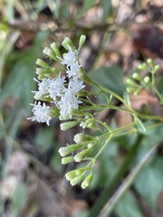 Ageratina jucunda
