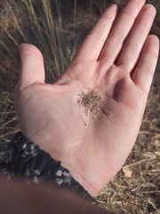Muhlenbergia montana