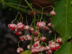 Euonymus hamiltonianus