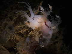 Dendronotus europaeus